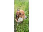 Bruno mix beagle e bassotto