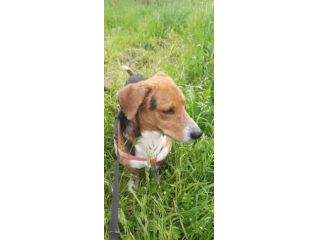 Bruno mix beagle e bassotto