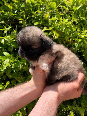Cuccioli di Pechinese - Foto 5