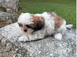 Cuccioli di Shihtzu