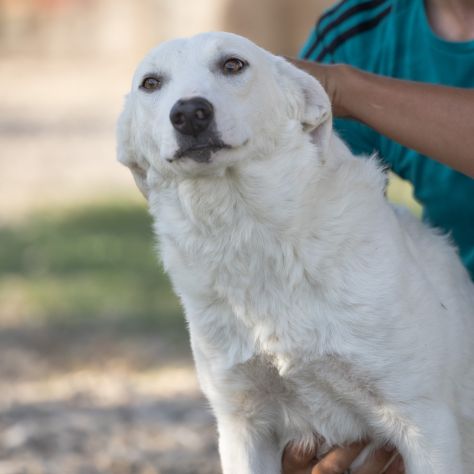 Shiro e Scooby 2anni ed invisibili in canile.NAPOLI - Foto 3