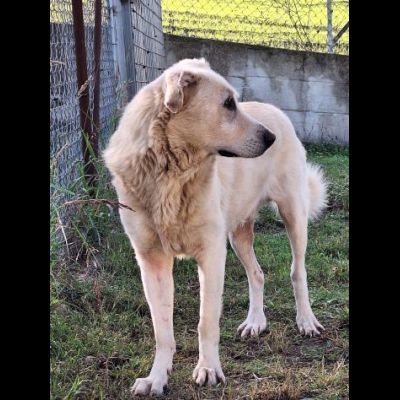 ORSO MAGNIFICO CARATTERE CANE IN ADOZIONE - Foto 5