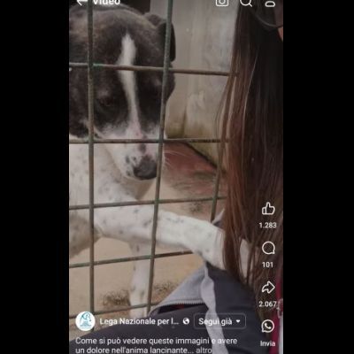 PETRA IL DOLORE DELL' ANIMA CAGNOLINA IN ADOZIONE - Foto 6