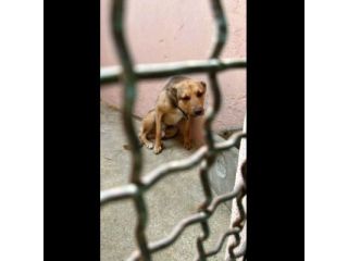 HIROITO, CERCHIAMO QUALCUNO CHE LEGGA NEL SUO CUORE CAGNOLINO IN ADOZIONE