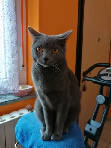 Cuccioli di CERTOSINO PURISSIMI - Foto 9