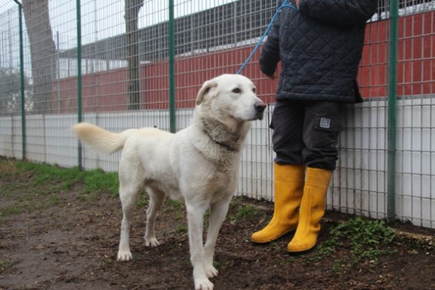 MALANDRINO, giovane e bello cerca famiglia URGENTE! - Foto 2