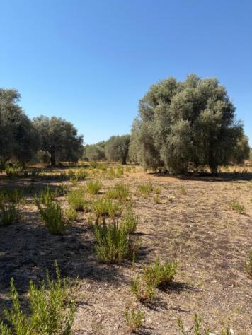 Uliveto di mq 10.000 con rudere in contrada Muraglia Mele - Foto 3