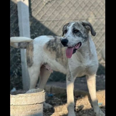 VALENTINO BELLISSIMO CUCCIOLONE IN ADOZIONE - Foto 5