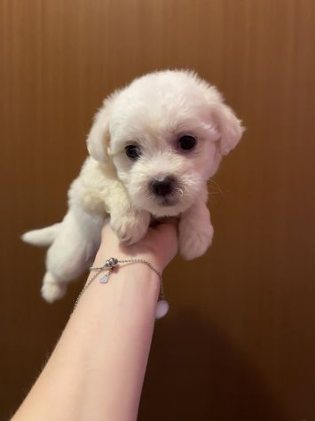 Cuccioli Maltese - Foto 3