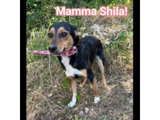 DIANA E SHILA  CAGNOLINE IN ADOZIONE