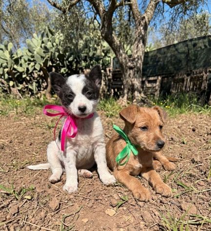Regalo cuccioli taglia piccola - Foto 2