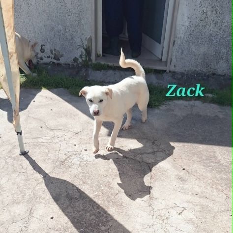 Zac in adozione - Foto 2
