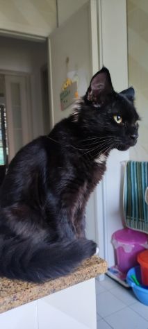 Norvegese nero - Foto 7