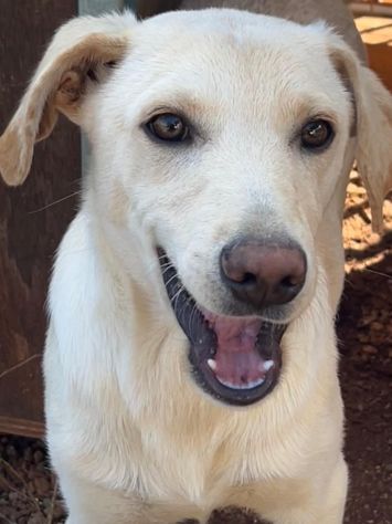 Frisky , un tenero cucciolo cresciuto in canile - Foto 4