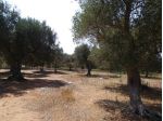 VENDO AGRO CHE DISTA 2 KM. DA MARTANO (LE)