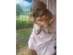 Romeo cucciolo