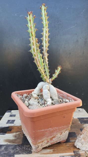 Cactus Caudex Bonsai -  Euphorbia Knutii - RARA! - Foto 3