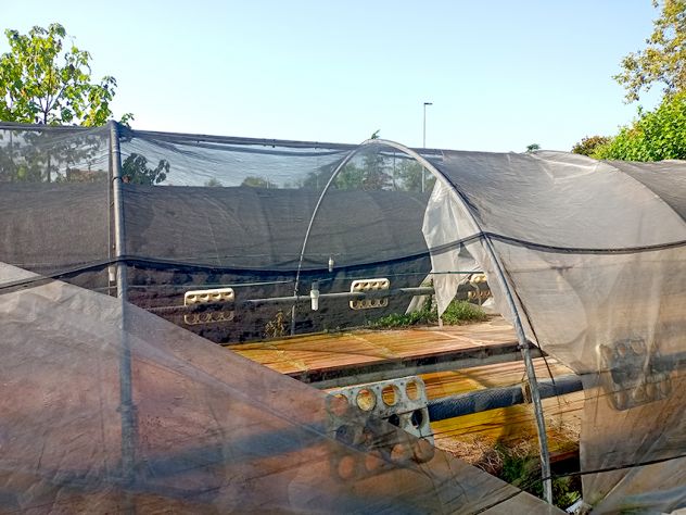 Azienda di floricoltura a Pozzuolo del Friuli - Foto 15
