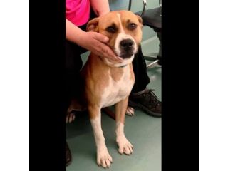 Jordan socievole e giocherellone cane in adozione