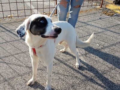 LOGAN, cagnolino dall'occhio azzurro - Foto 3
