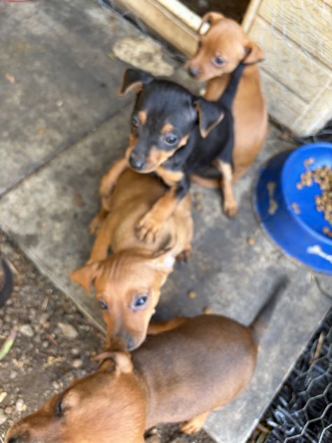 Cuccioli di Pinscher nano puri - Foto 5
