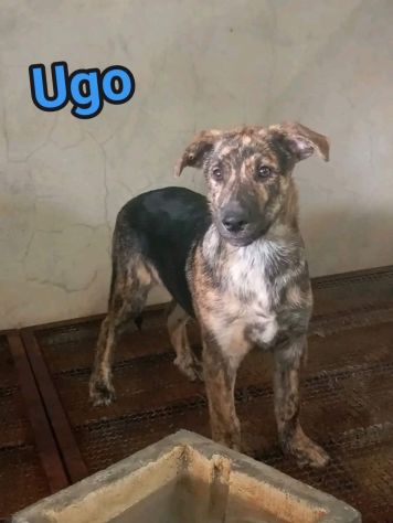 UGO Cucciolo in adozione - Foto 3