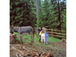 Agritur Malga Secine