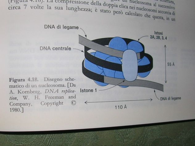 INTRODUZIONE ALLA BIOCHIMICA - Foto 6