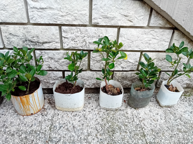 Piante di Evomino non variegato - Foto 5