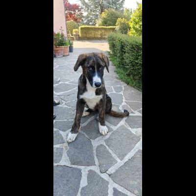 DANA E BERNA CUCCIOLE IN ADOZIONE - Foto 6