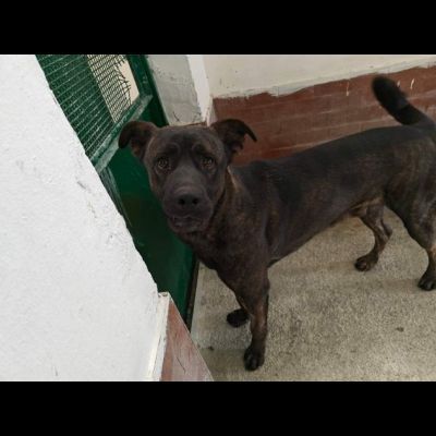 AMOS GIOVANE BELLO GIOCHERELLONE CAGNOLINO IN ADOZIONE - Foto 3