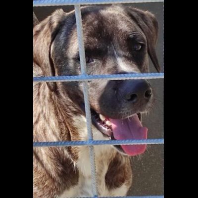 ZENO SOCIEVOLE E COCCOLONE CANE IN ADOZIONE - Foto 5