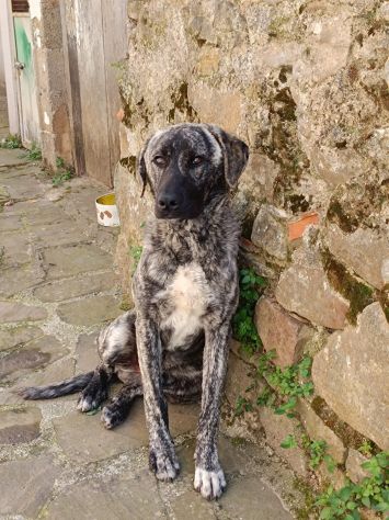 CUCCIOLONE IN ADOZIONE , vive in strada - Foto 4