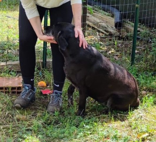 Fiona simil labrador - Foto 2