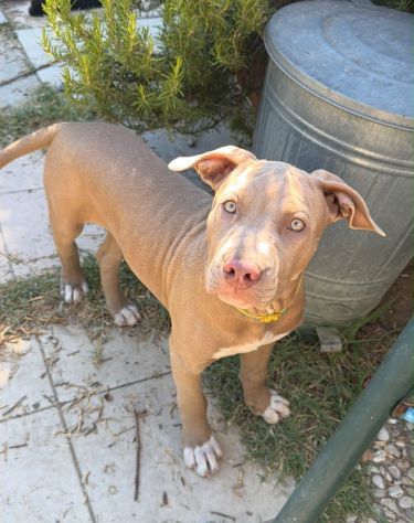 Cucciole american pitbull terrier cercano casa - Foto 2