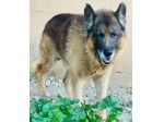 REX PASTORE TEDESCO 8/9 ANNI IN CANILE