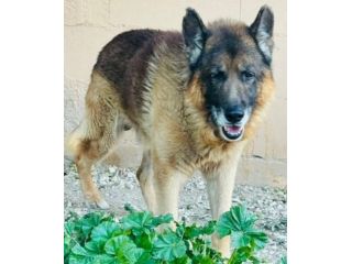 REX PASTORE TEDESCO 8/9 ANNI IN CANILE