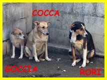 CAGNOLINI SPLENDIDI SOLI IN CANILE CERCANO CASA - Foto 2