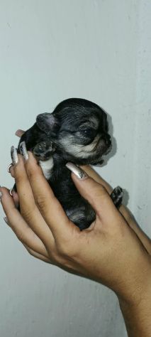 Cuccioli di chihuahua toy - Foto 5