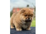 Chow chow