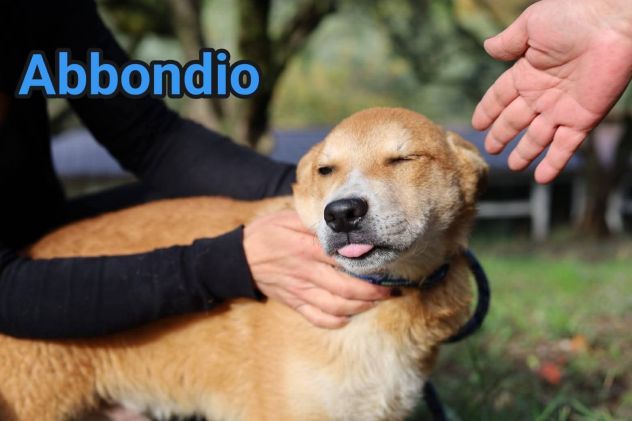 RODRIGO E ABBONDIO CUCCIOLI IN ADOZIONE - Foto 5