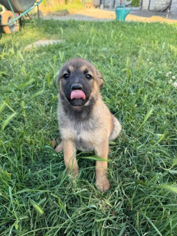Aramis cucciolo