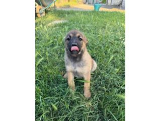 Aramis cucciolo