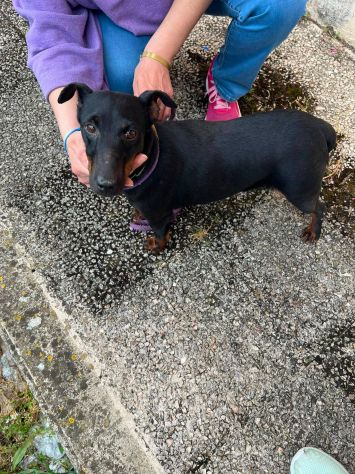 Aura simil pinscher taglia piccola 9 kg - Foto 6