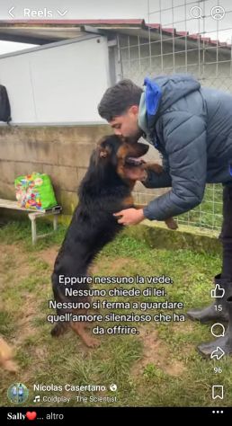 SALLY LA TENEREZZA CANE IN ADOZIONE TG MEDIA - Foto 6