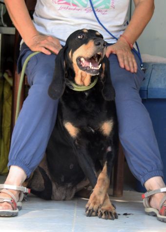 Bella fuori e bella dentro, Bea è un cane dal carattere meraviglioso.