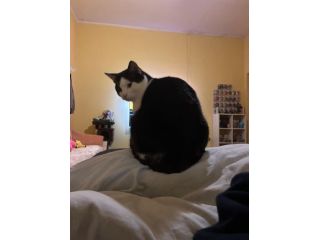 GATTO ADULTO
