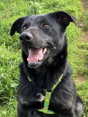 Amos da cucciolo vive in canile - Foto 3