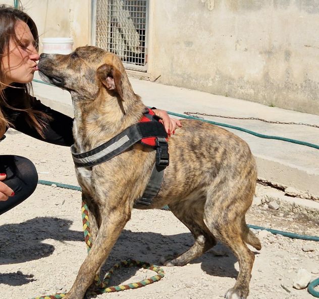 Schenny rimasta da sola in canile senza le sue sorelle - Foto 10