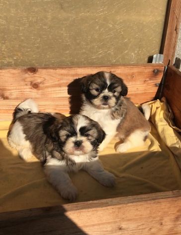 Cuccioli di Shihztu (Shih Tzu) - Foto 2